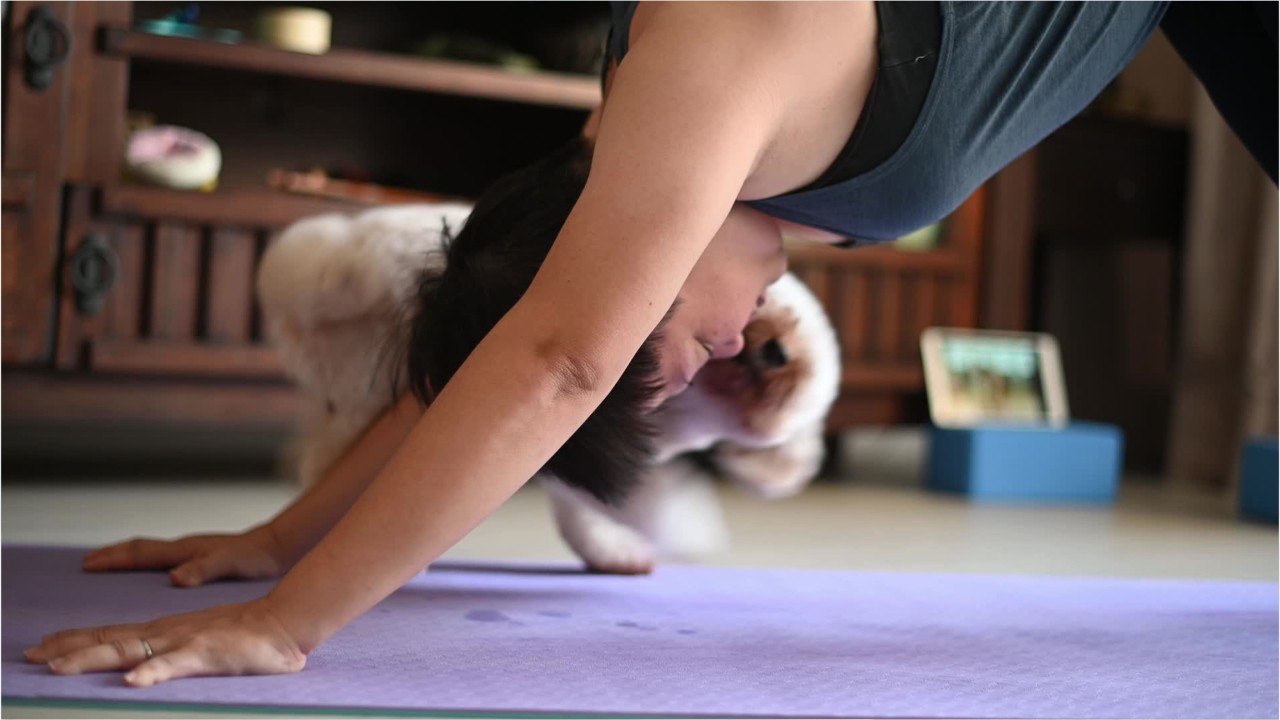 Can pets catch covid?
