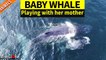 Baby Humpback Whale playing with  mother