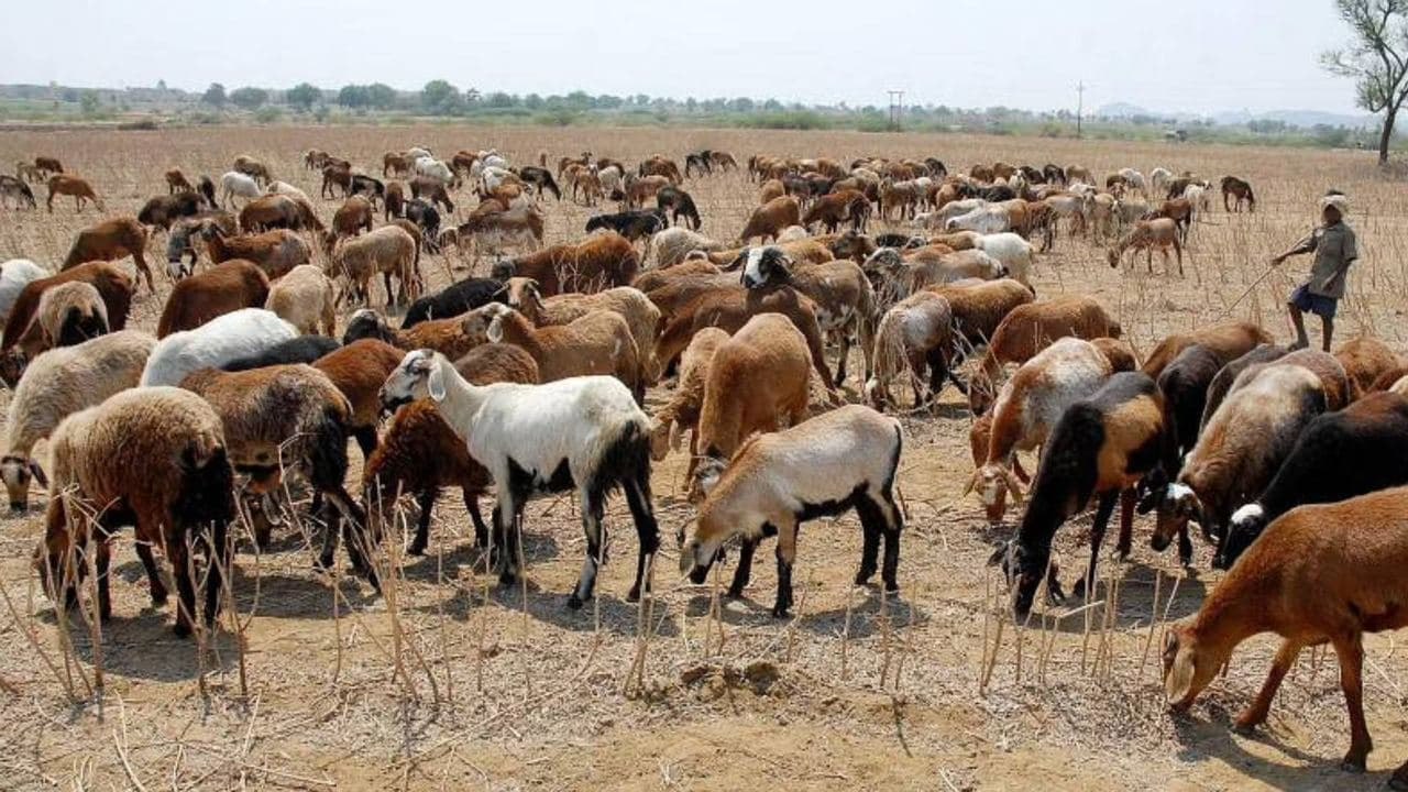 Anthrax కలకలం... కరోనా లా ఒకరి నుండి ఒకరికి వ్యాపించే అవకాశం | Telangana || Oneindia Telugu