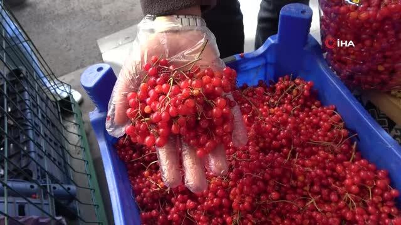 'Gençlik iksiri' şifa dağıtıyor