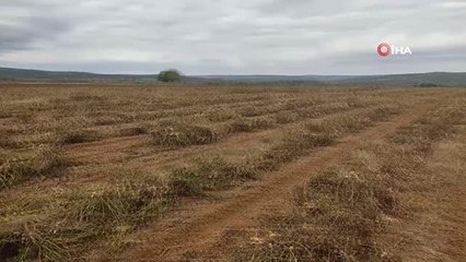 Edirne'de 120 yıldır ekilen fıstığın hasadına başlandı