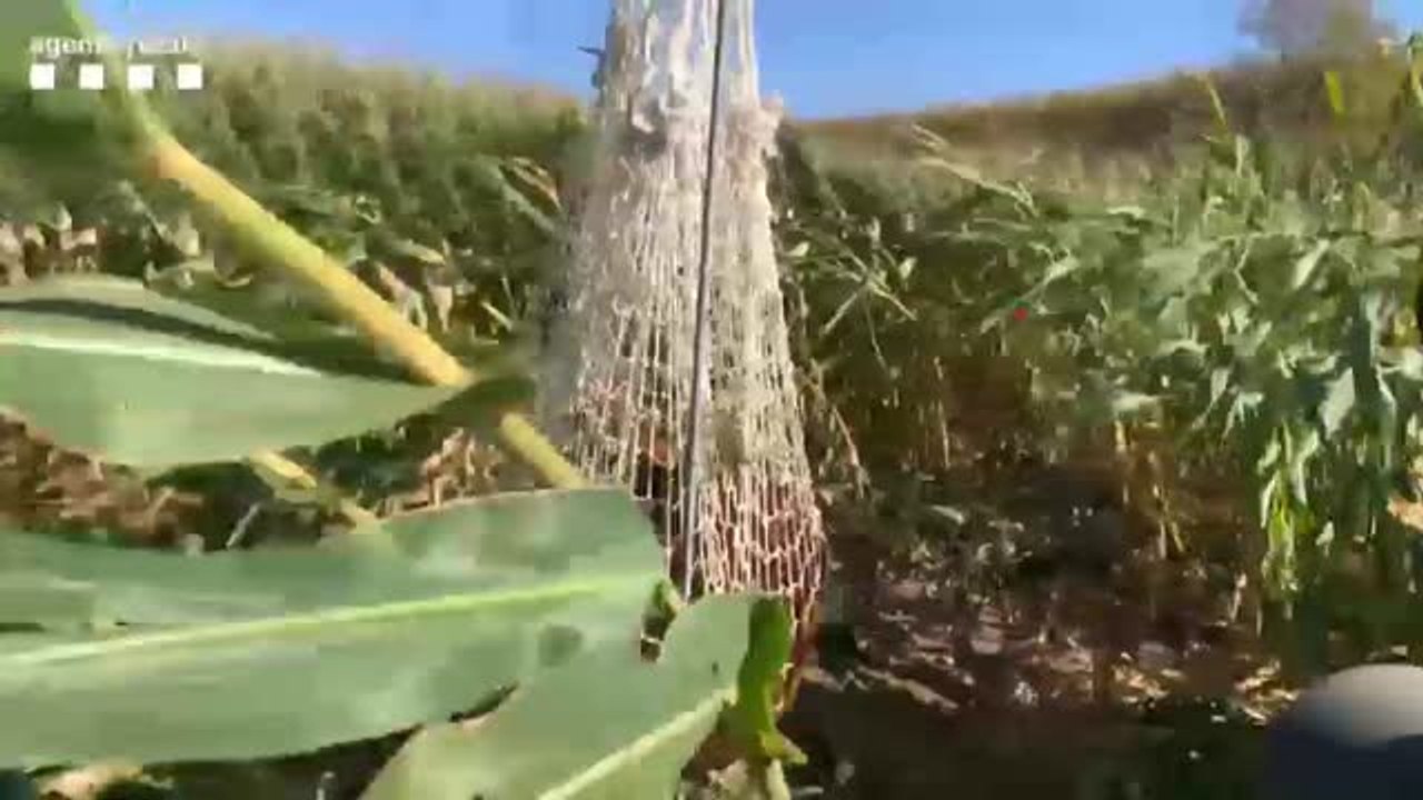 Complicado rescate de 14 terneros salvajes que se escaparon de una granja en Lleida