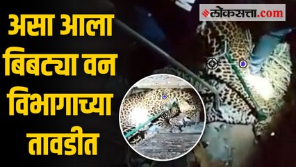 हडपसर येथील बिबट्याला पकडण्यात वन विभागाला यश