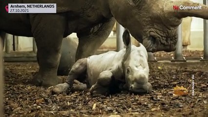 Первые шаги белого носорога