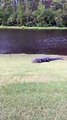 تمساح يخرج من بحيرة لالتقاط كرة جولف من أحد الملاعب بولاية أمريكية.. فيديو