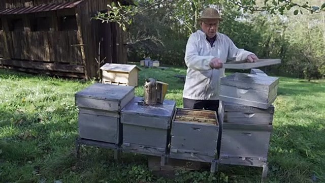 En Alsace, l’apiculture face au défi du changement climatique