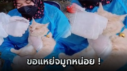 เอ็นดู พยาบาลจับเจ้าแมว Swab ตรวจหาเชื้อโควิด 19 หลังตกเป็นผู้สัมผัสเสี่ยงสูง