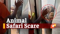 Animal Safari Scare: Bear Attacks Safari Bus Inside Nandankanan Zoo