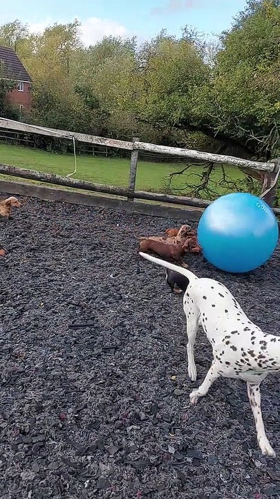 Dachshund Pack Plays With Giant Ball