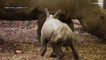 شاهد | حديقة حيوانات هولندية تحتفل بولادة صغير وحيد القرن