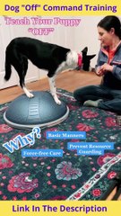 Dog "Off" Command Training | How To Teach Dog Off