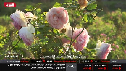 ...ضائعة مزدانة بأشجار النخيل و الدفلى . وف...