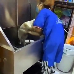 Baby Cats - Cute Cats - Adorable Cats - Funny Cats Compilations PART 12