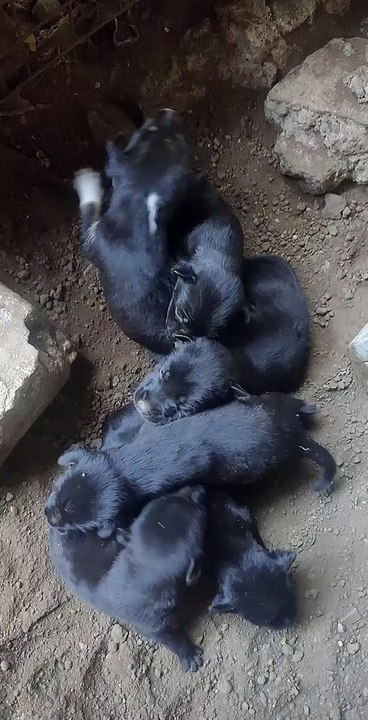 puppies