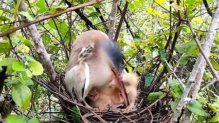 Yellow Bittern (Ixobrychus Sinensis)