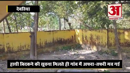 बिदके हाथी ने जमकर मचाया उत्पात, तोड़ डाली पेड़ों की डालियां और बिजली के खंभे