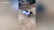 Ce cochon nait avec 2 pattes a appris à marcher en équilibre