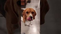 Beagle Bruno Does Handstands on Command