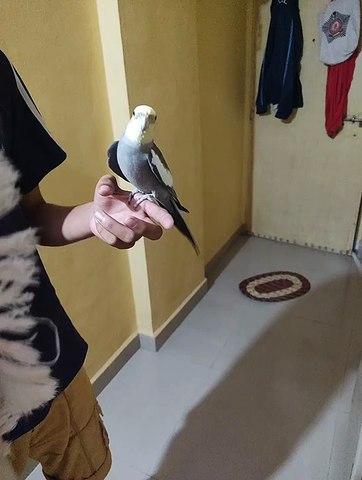 Parrot breed  ,like share comment