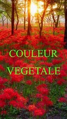 coloration vegetale rouge coiffeur aix en provence