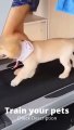 Funny smart Dog videos  65 Shorts DiZiHunTer BabyDog CuteDog FunnyDogs_