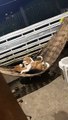 Lover Beagles Enjoy Cuddles in a Hammock