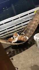 Lover Beagles Enjoy Cuddles in a Hammock