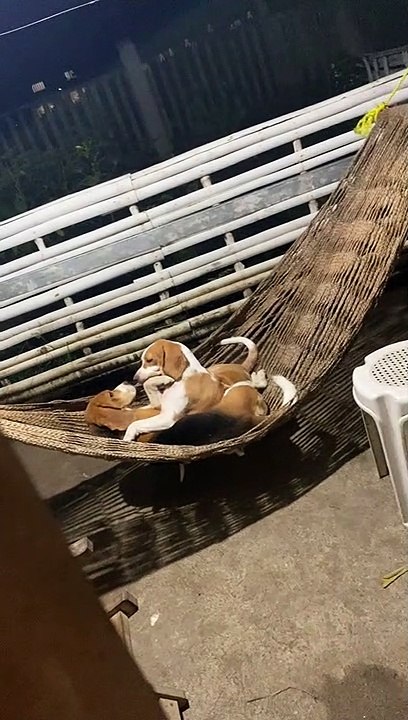 Lover Beagles Enjoy Cuddles in a Hammock