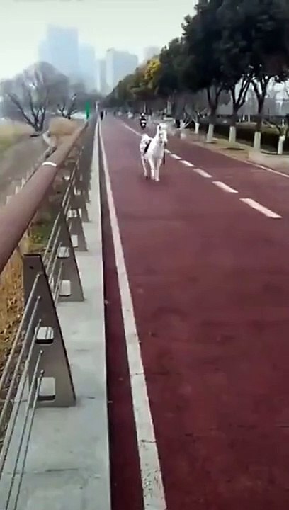 Ce Poney ne veut pas partager la route avec personne !