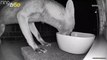 Crazed Kitten Goes Berserk on Much Larger Fox Trying To Get Food!
