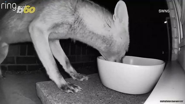 Crazed Kitten Goes Berserk on Much Larger Fox Trying To Get Food!