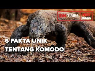 6 FAKTA UNIK TENTANG KOMODO, KADAL RAKSASA ASAL INDONESIA