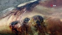 Düzce'de kurşunlanarak öldürülen yunus balığı kıyıya vurdu