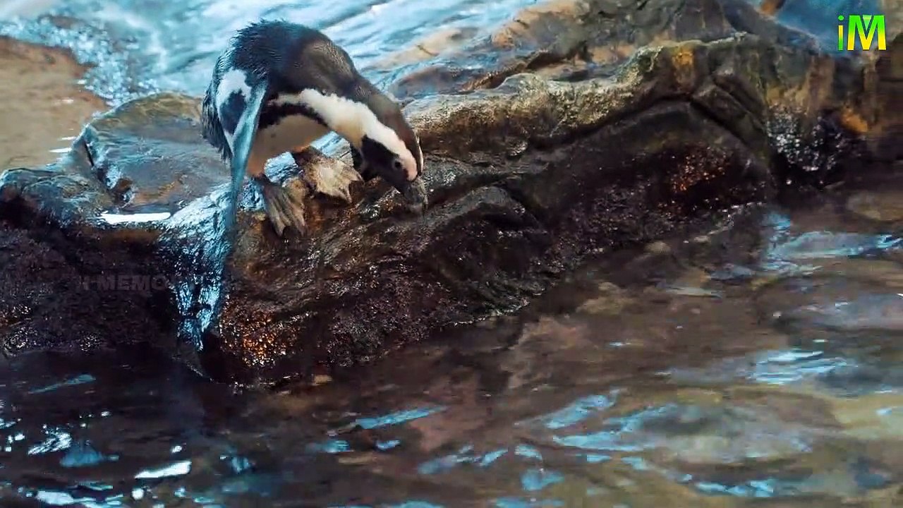 Penguins l Facts of Penguin l Cute Penguins  l  I Memory