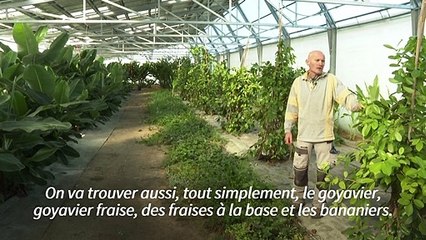 En Occitanie, un circuit court et bio de fruits et légumes exotiques