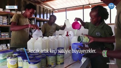 Fil Yavruları Keçi Sütüyle Besleniyor