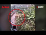 Tiger Chases Tourist Vehicle In Rajasthan's Sawai Madhopur