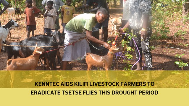 KENNTEC aids Kilifi livestock farmers eradicate TseTse flies during this drought season