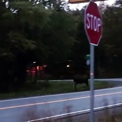 Moose Slips and Falls in Front of Car