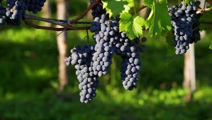 CRYO'géni® en cognaçais