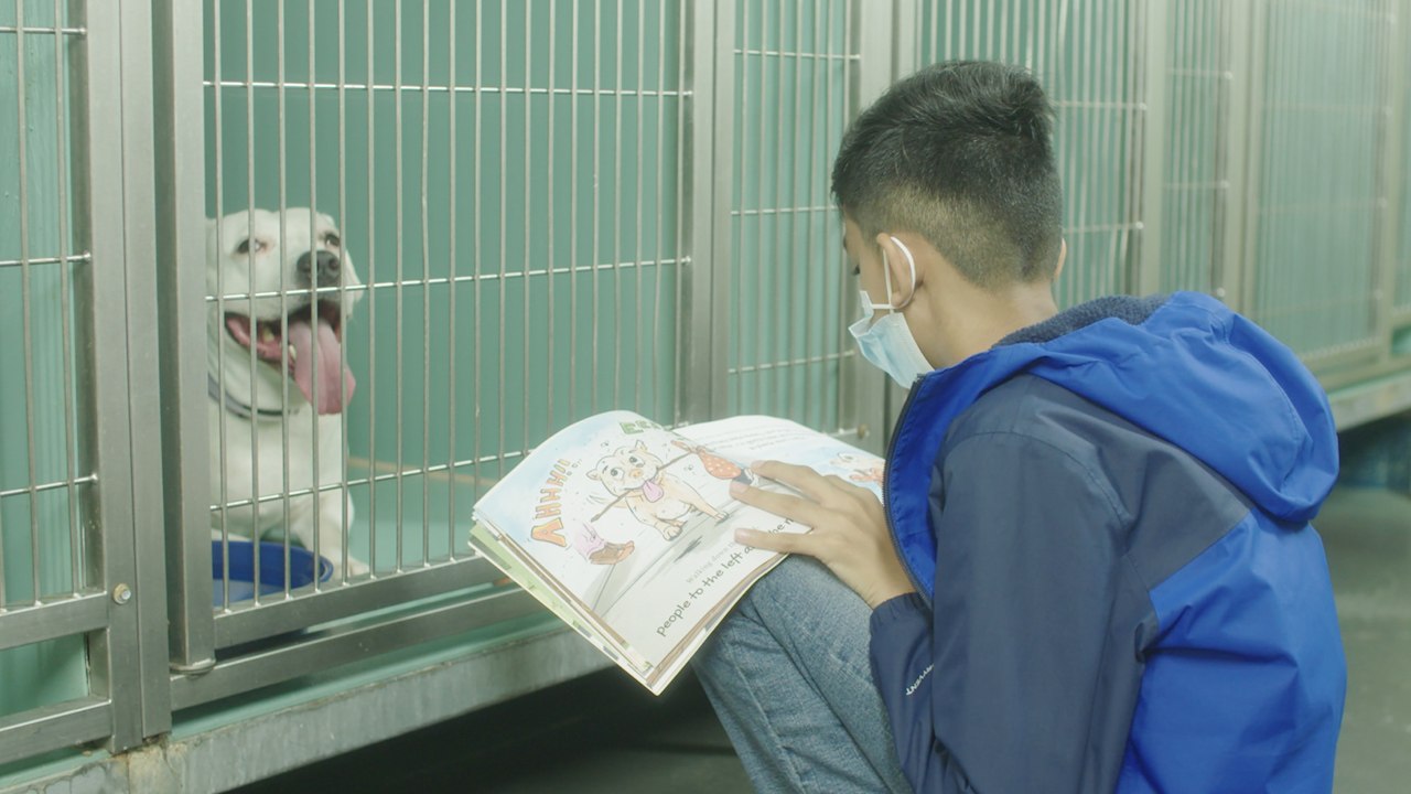 Bronx Boy Reads To Shelter Dogs To Help Socialize Them