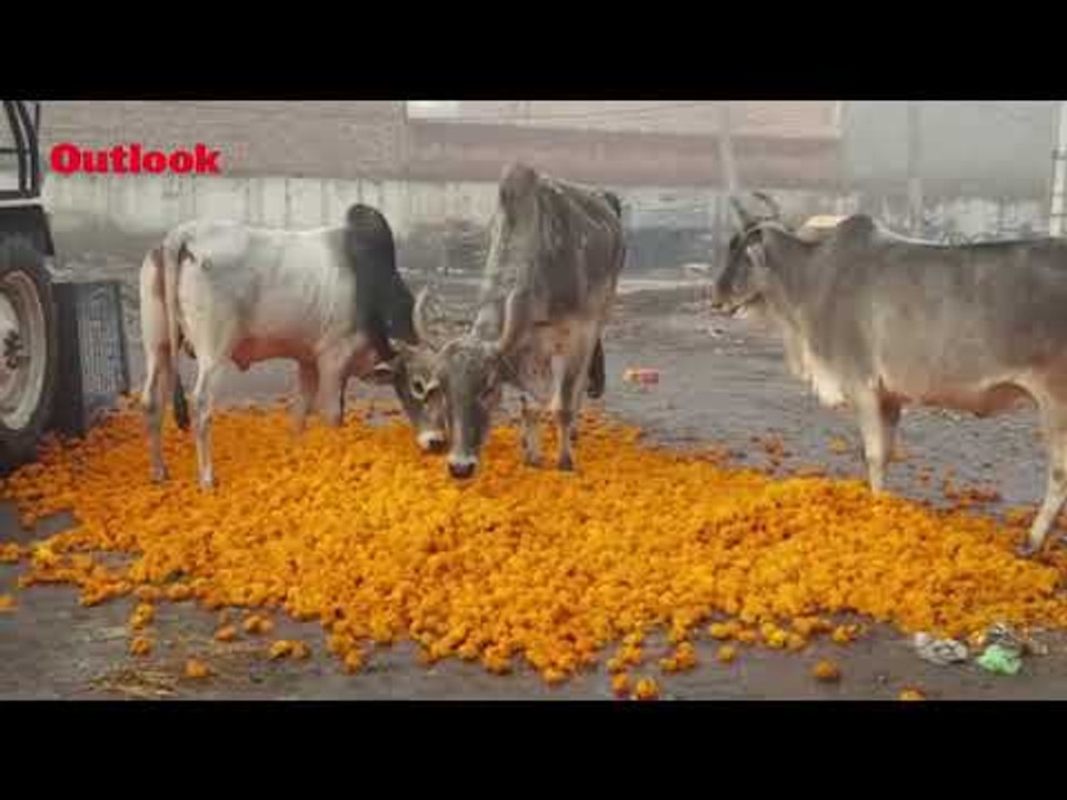 Coronavirus Lockdown Reduces Flowers To Cattle Feed, Thousands In Floriculture Hit Hard