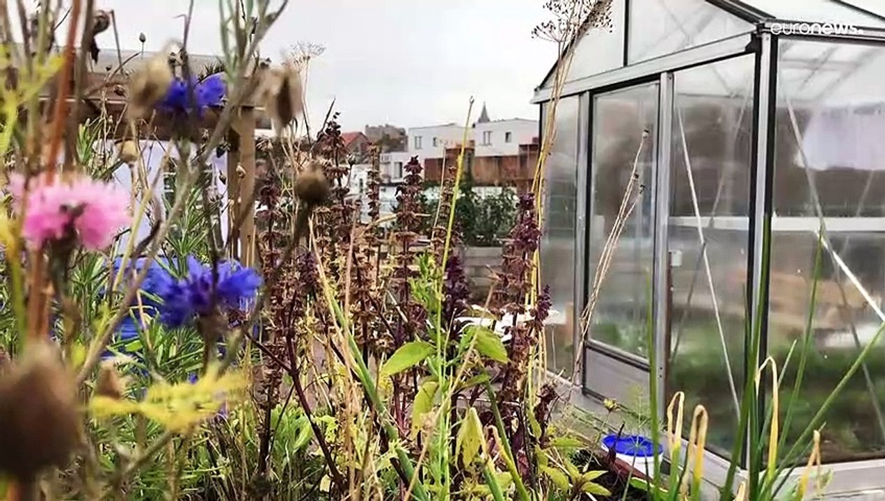 EU-Agrarpolitik für die Stadt: Tomaten und Salat vom Dach