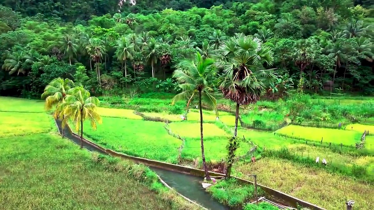 VIDEO BACKROUND PEMANDANGAN SAWAH DI DESA (VIEW BY DRONE 4K)_720P HD
