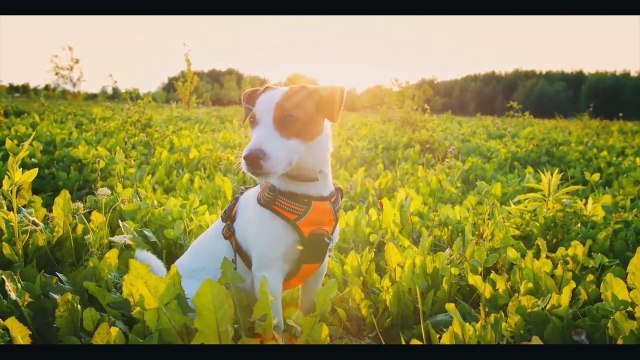 Dog Stock Footage _ Pet _ Animal _