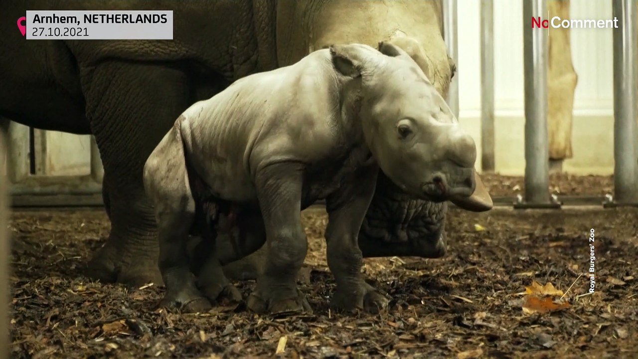 Arnhem: Nashorn-Nachwuchs mit ersten Schritten