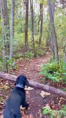 Pup Picks Up Giant Stick