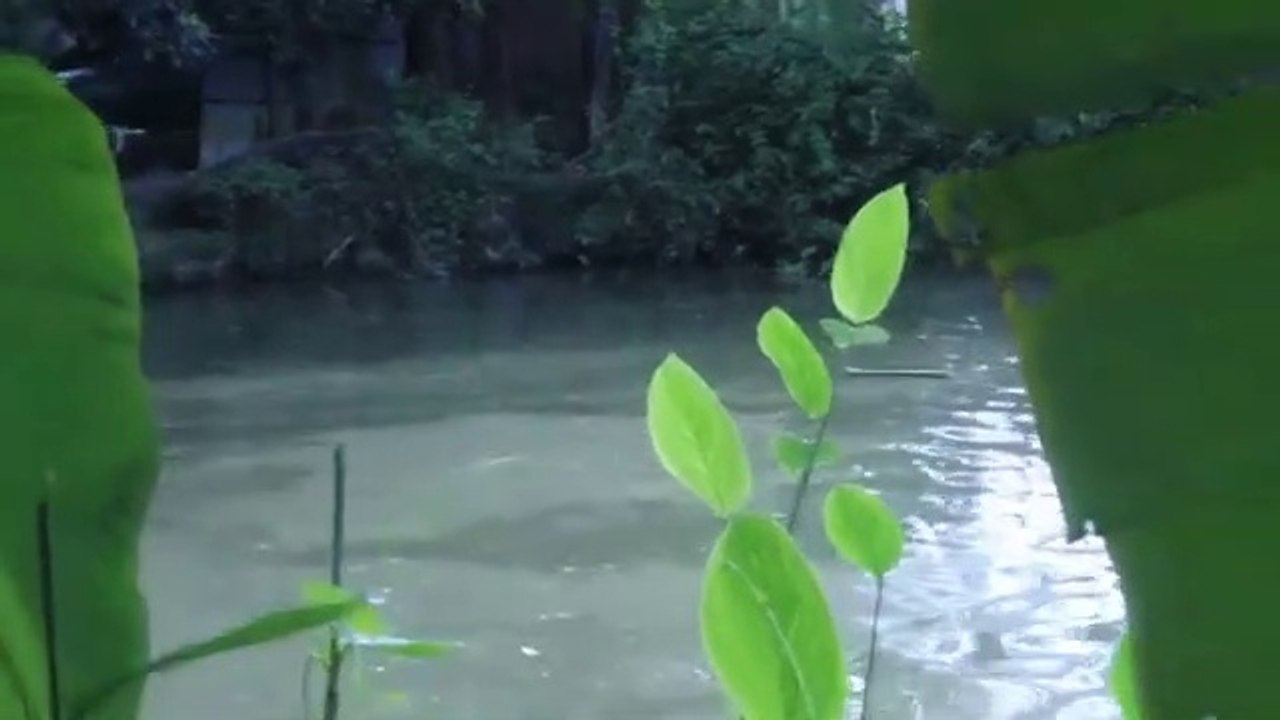 See how to fish with nets