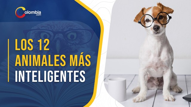 ¿Cuáles son los animales más inteligentes del mundo?