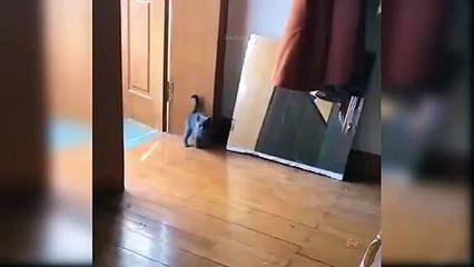 Baby Cats - Cute and Funny Cat Videos Compilation #27